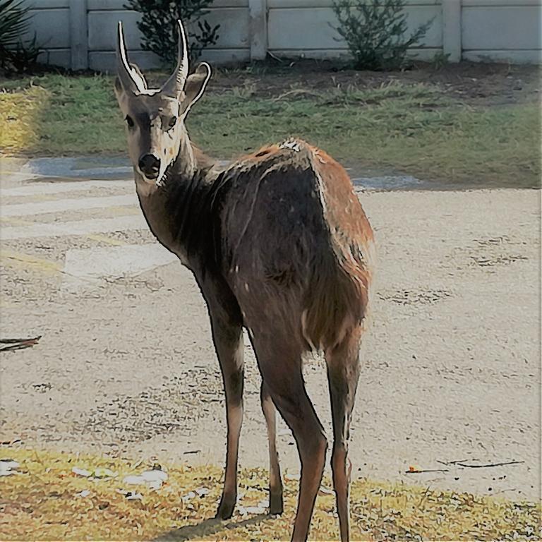 Brenton Bushbuck Lookout Daire Dış mekan fotoğraf